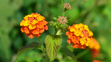 Wandelröschen (2).jpg